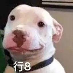 娱乐圈吃瓜小狗,揭秘“吃瓜小狗”背后的八卦风云